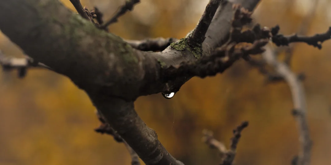 植物素材のディテール
