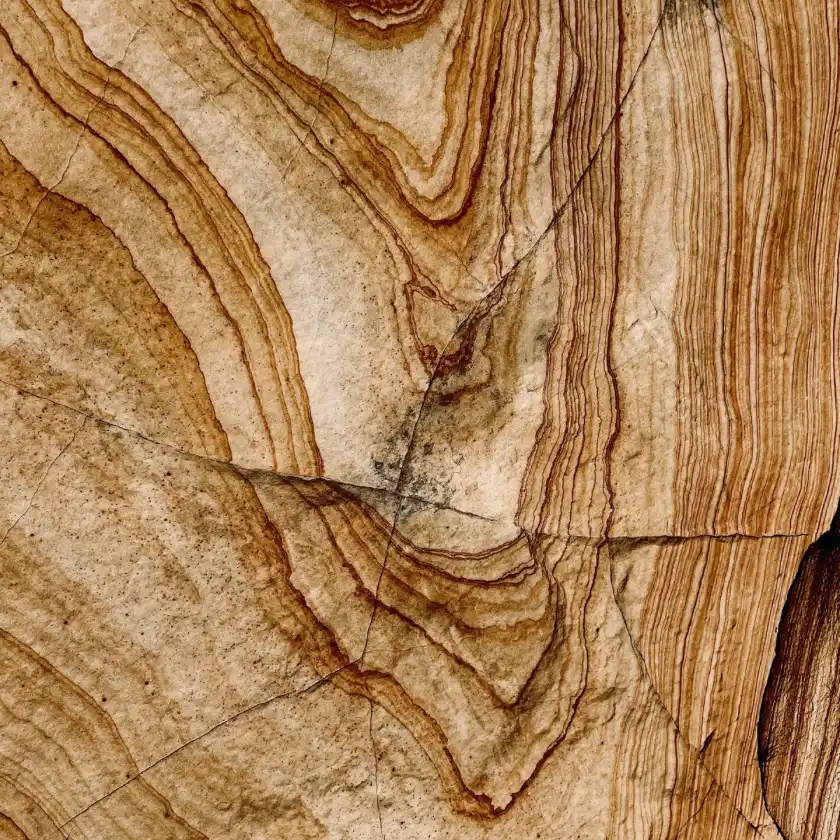 植物のディテール