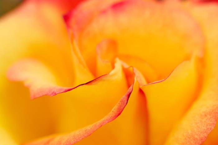 ROSE ORANGEコース