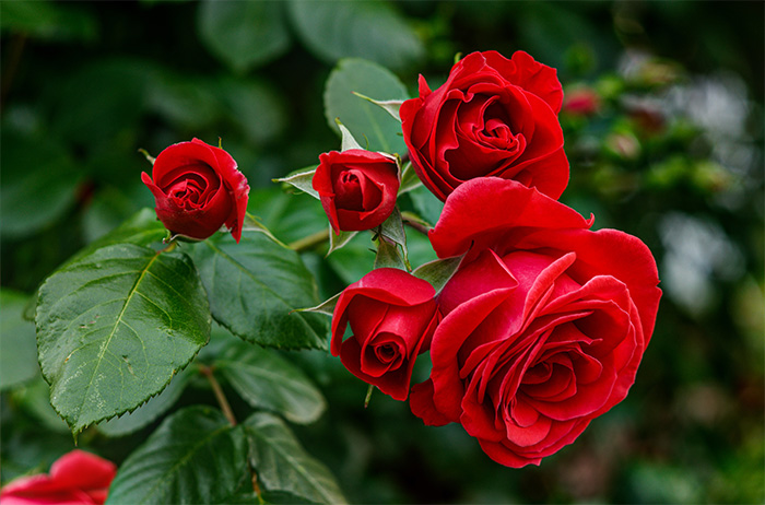 ROSE & WOODコース